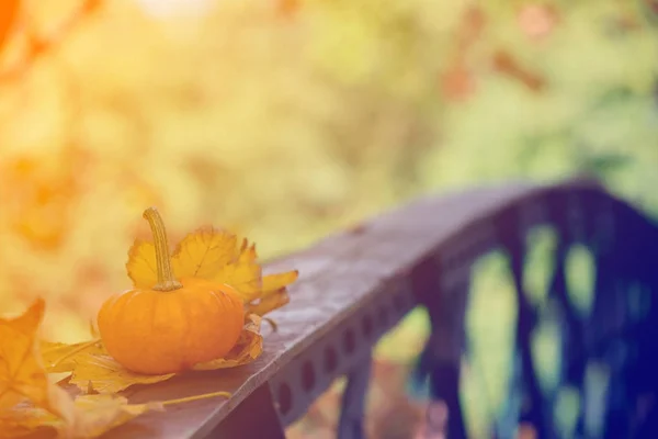 Pumpkin żółty z liści — Zdjęcie stockowe