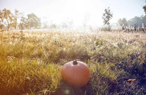 Zucca al mattino — Foto Stock