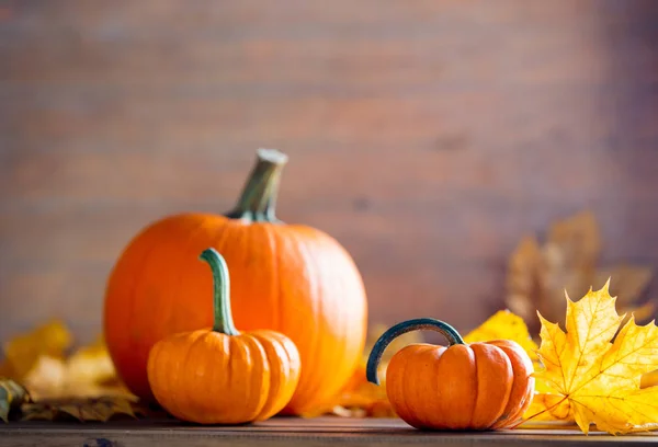 Lönn löv och pumpor — Stockfoto