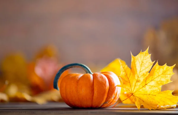 Lönn löv och pumpor — Stockfoto