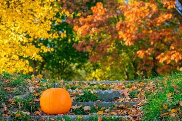 Orange pumpkin on stairs — Stock Photo, Image