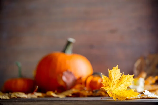 Lönn löv och pumpor — Stockfoto