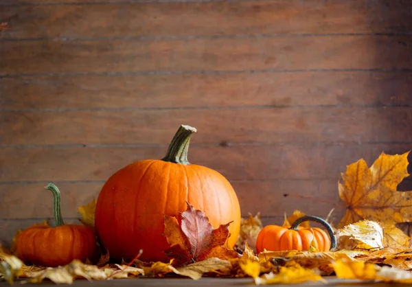 Maple leaves and pumpkins Stock Picture