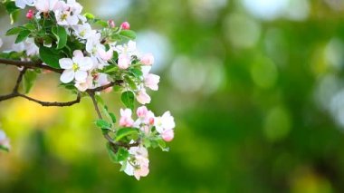 elma ağacı çiçek çiçekler