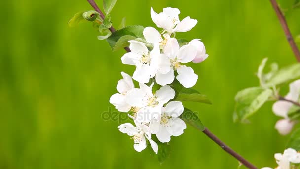 Flores de flor de árvore de maçã — Vídeo de Stock