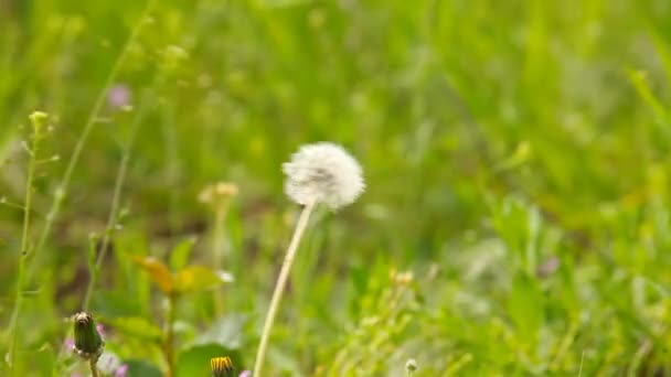 Eenzame paardebloem op gras — Stockvideo