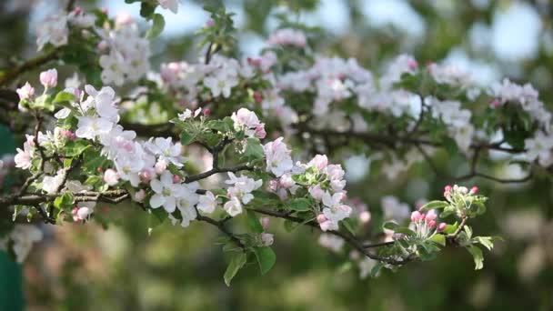 Apple tree blossom flowers — Stock Video