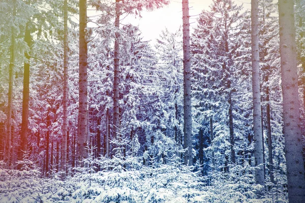 Bosque salvaje en la nieve —  Fotos de Stock