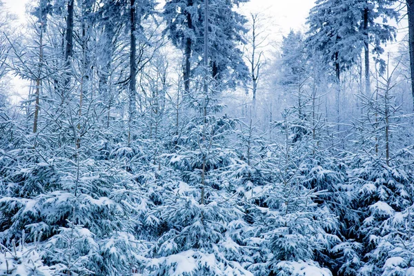 Дике дерево в снігу — стокове фото