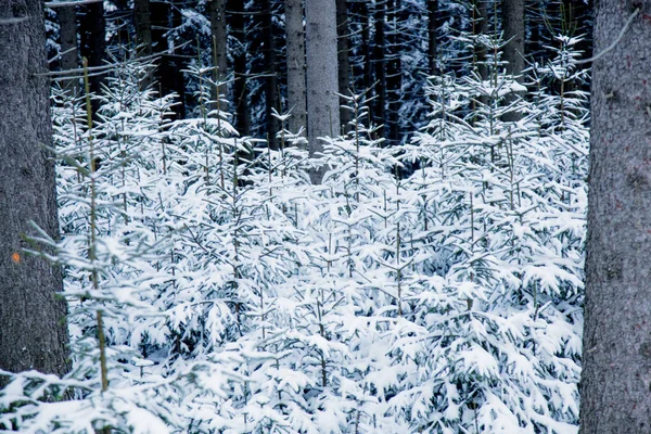Wildes Holz im Schnee — Stockfoto
