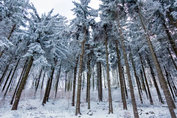 Vadon élő fa a hóban — Stock Fotó