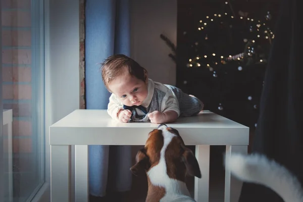 小さな幼児は 背景にクリスマス ツリーを持つ犬 窓から自然光で作られたイメージ — ストック写真