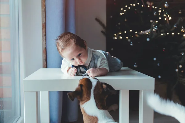 小さな幼児は 背景にクリスマス ツリーを持つ犬 窓から自然光で作られたイメージ — ストック写真