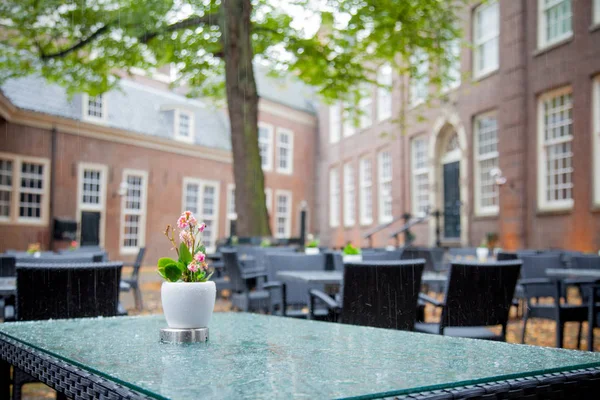 阿姆斯特丹咖啡馆的一张桌子上的花 — 图库照片