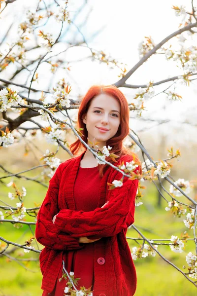 Jonge Mooie Vrouw Rode Kleding Wandelen Cherry Blossom Tuin — Stockfoto