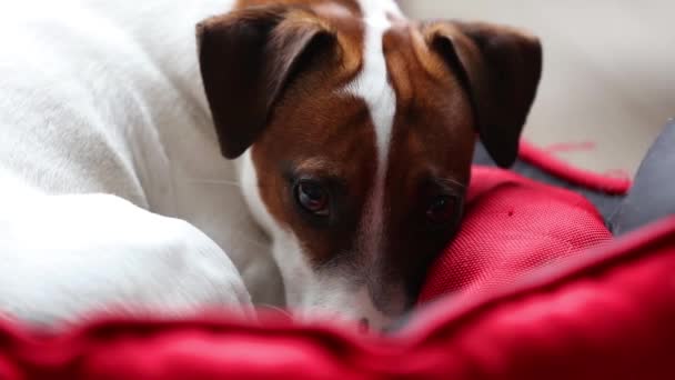 Genç Jack Russell Terrier — Stok video