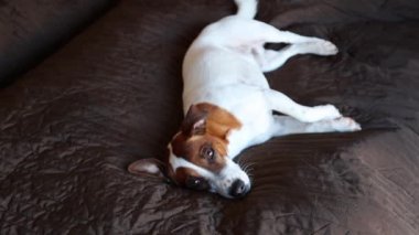 Yatakta dinleniyor ve kameraya bakarak beyaz ve kahverengi küçük köpek