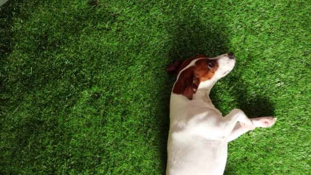 Petit Chien Blanc Brun Reposant Sur Une Pelouse Verte — Video