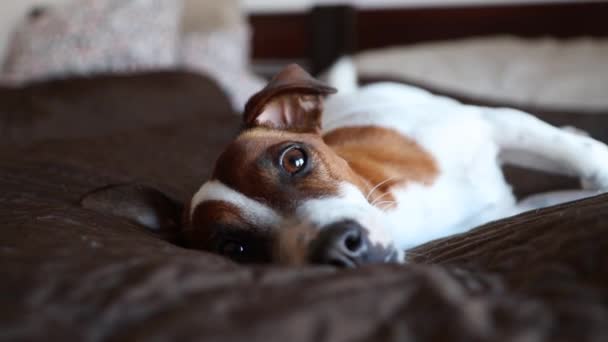 Witte Bruine Kleine Hond Rusten Bed Camera Kijken — Stockvideo