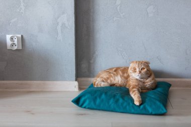 zencefil kedi yastık bir katta üzerinde sittin