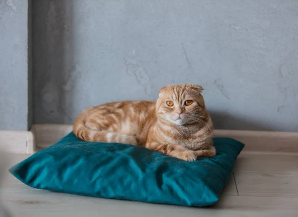 El jengibre el gato se sienta sobre la almohada en el suelo —  Fotos de Stock