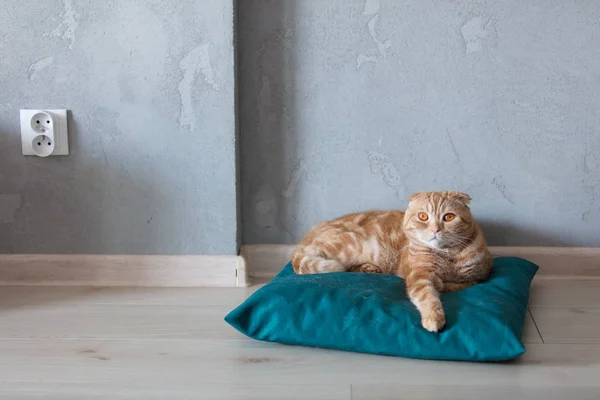 Рыжая кошка сидит на подушке на полу — стоковое фото