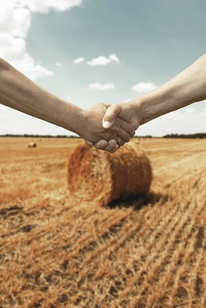 Çiftçiler el sıkışma buğday hasat zamanı alanına ile — Stok fotoğraf