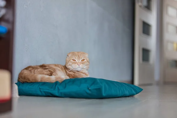 El jengibre el gato se sienta sobre la almohada en el suelo —  Fotos de Stock