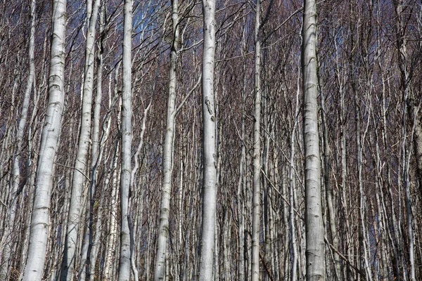 Jonge eikenbos — Stockfoto