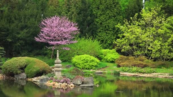 Hermoso jardín japonés y estanque — Vídeo de stock