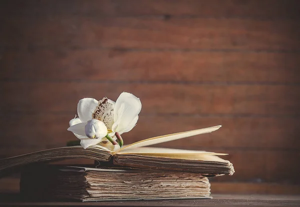 White Orchid Flower Old Books Wooden Table Background — Stock Photo, Image