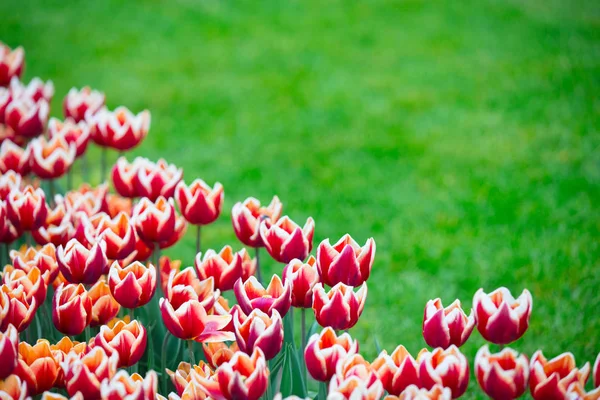 Gruppo di tulipani su prato verde — Foto Stock