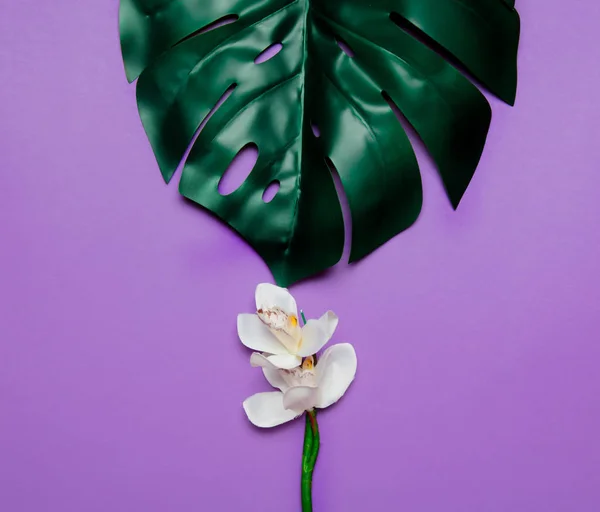 Белый Цветок Пальмовый Лист Фиолетовом Фоне — стоковое фото
