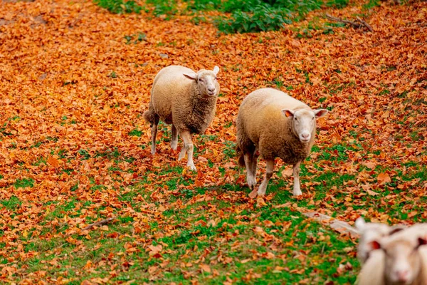 Young sheeps and yellow leaves on green grass — Stock Photo, Image