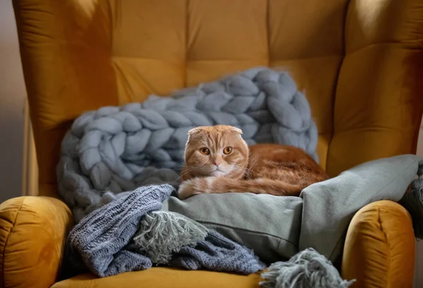 Kleine Katze sitzt zu Hause im Sessel — Stockfoto