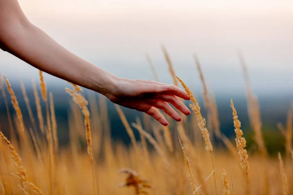 Mão feminina sobre grama amarela no campo — Fotografia de Stock