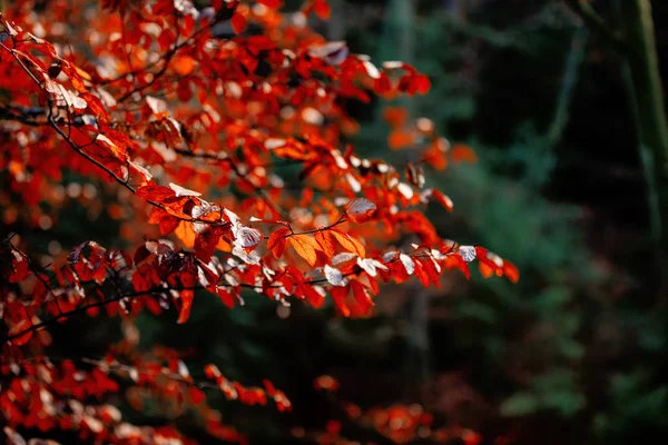 Árvore com folhas vermelhas em um parque — Fotografia de Stock