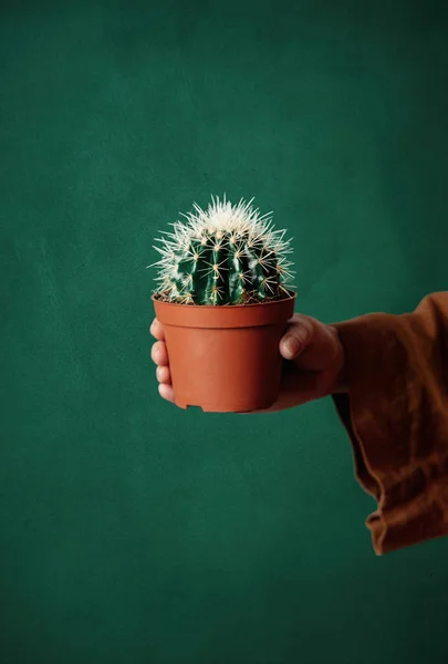 Vrouwtje houdt cactus in een pot op groene achtergrond — Stockfoto