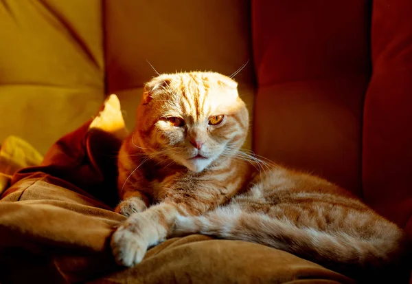 Gember Schotse vouw kat in een fauteuil — Stockfoto