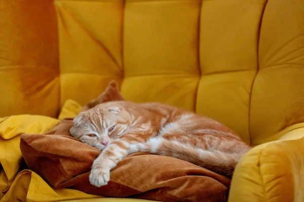 姜苏格兰人把猫夹在扶手椅上 — 图库照片