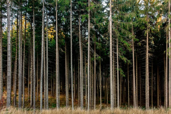 Красивые еловые леса Польши — стоковое фото
