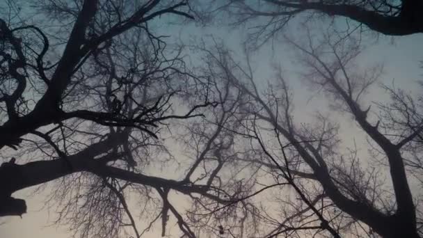 Les Arbres Dans Brouillard — Video