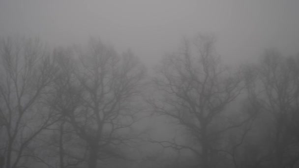 霧の中の木 — ストック動画