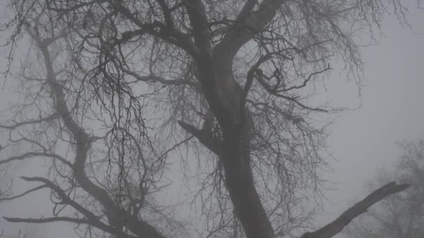 Les Arbres Dans Brouillard — Video