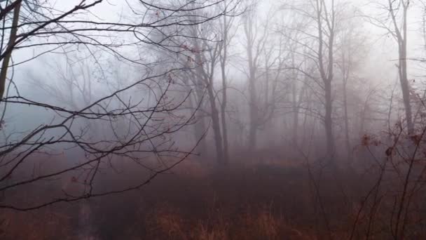 Árboles Niebla — Vídeos de Stock