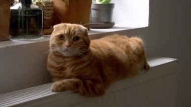 Kızıl kedi radyatörde ısınıyor.