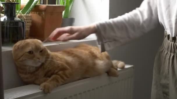 Женщина гладит рыжую кошку, лежащую на батарее — стоковое видео