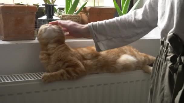 Woman strokes a ginger cat lying on the radiator — Stock video