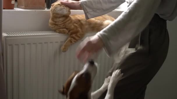 Жінка гладить собаку і кішку — стокове відео