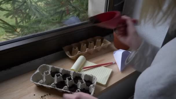 Mujer planta semillas vegetales en cajas de huevo — Vídeos de Stock